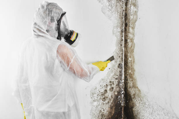 Best Bathroom Mold Remediation in Louisville, KY