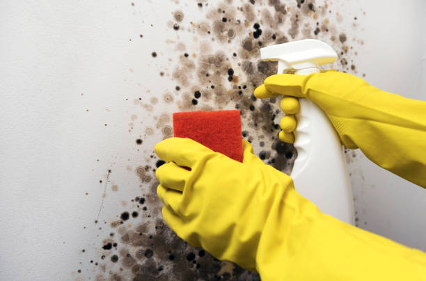 Best Residential Mold Remediation in Louisville, KY